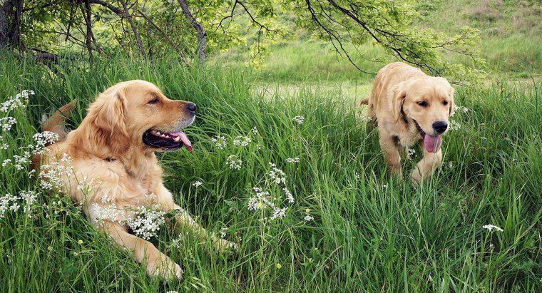 I Golden Retriever sono buoni cani?