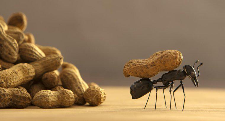 Qual è il modo migliore per sbarazzarsi di formiche?