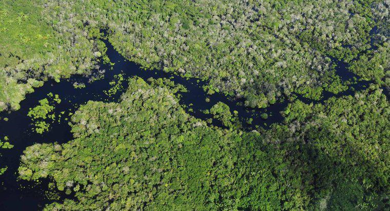 Quali paesi contengono la foresta pluviale amazzonica?
