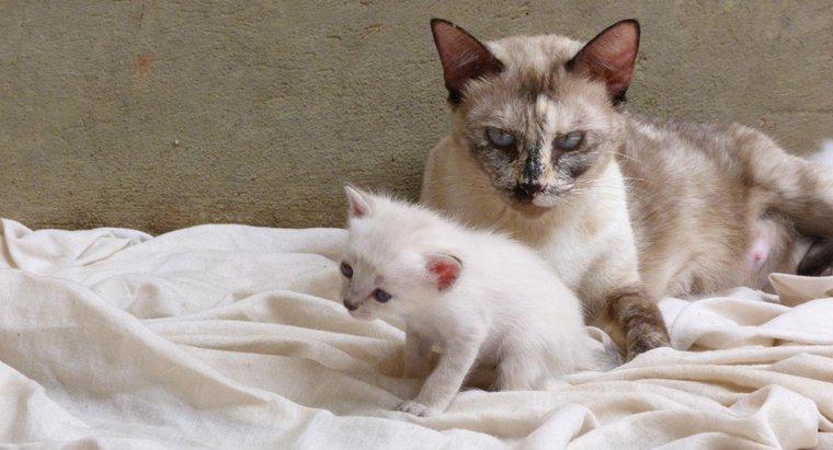 Quando i gattini sono pronti a lasciare la loro madre?