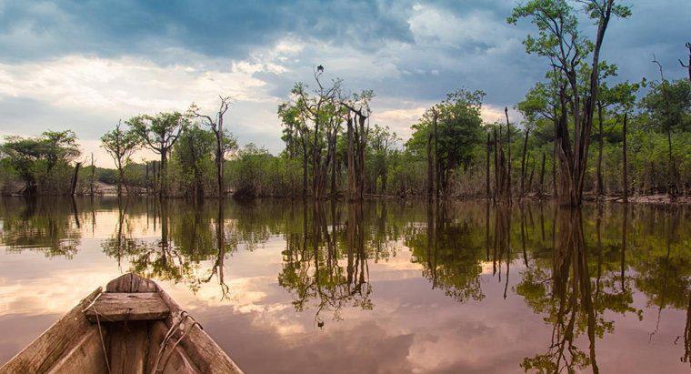 Perché dovremmo salvare la foresta pluviale amazzonica?