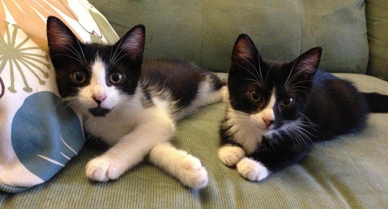 Quali sono alcuni nomi di gatti gemelli?
