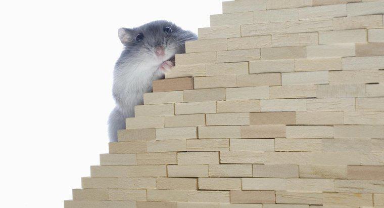 I topi possono salire le scale?