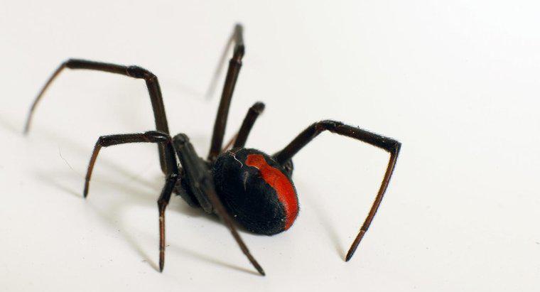 Quali sono alcuni fatti riguardo al Black Widow Spider?