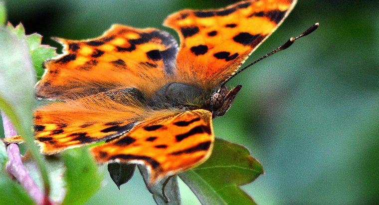 Qual è il nome scientifico di una farfalla?