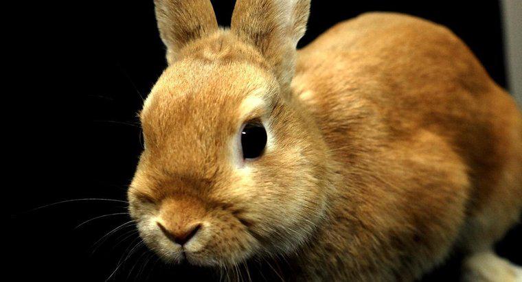 Quanto sono grandi i conigli nani?