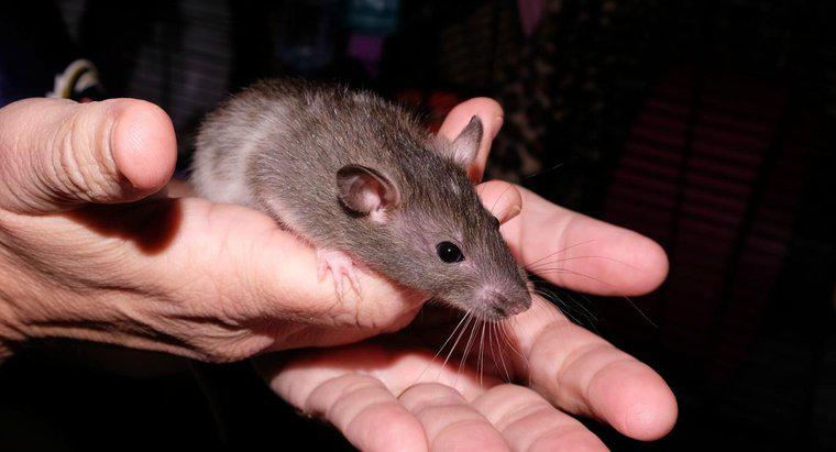 Cosa sono chiamati Baby Rats?