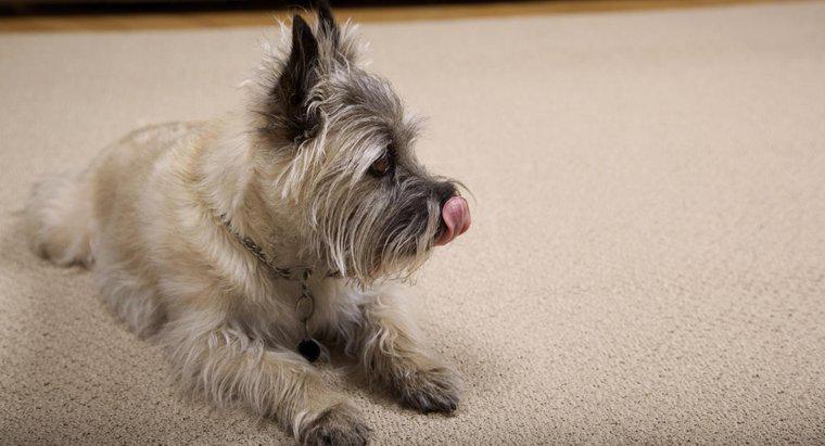Perché il mio cane continua a leccare il tappeto?
