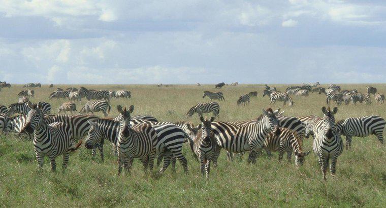 Quanto velocemente possono correre le zebre?
