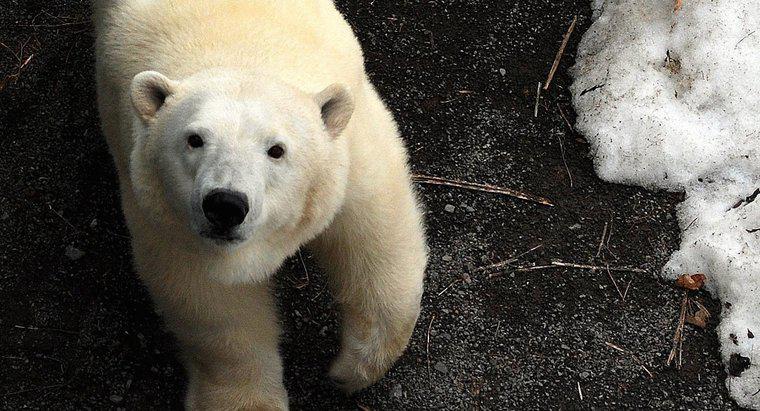 Come si proteggono gli orsi polari?