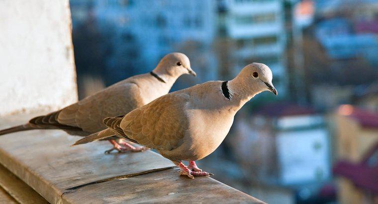 Come si chiama un gruppo di colombe?