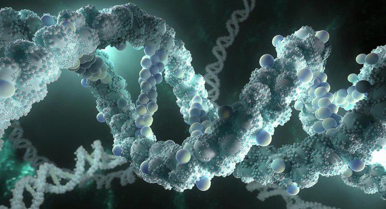 Cosa significa DNA?