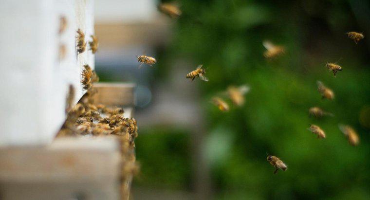 Come ti sbarazzi delle api che si annidano nel terreno?