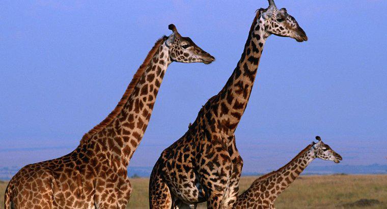 Quanto può crescere una giraffa alta?