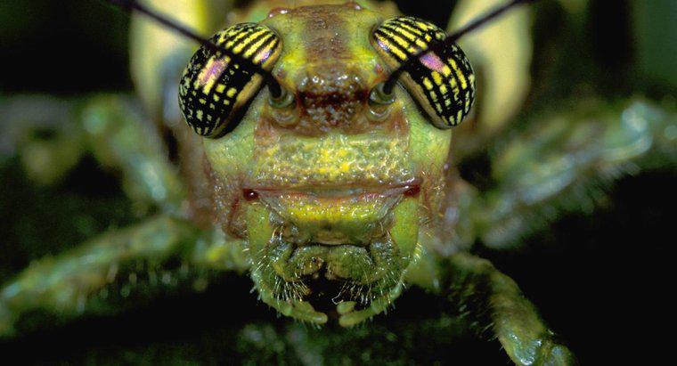 Cosa sono Grasshopper Palps?