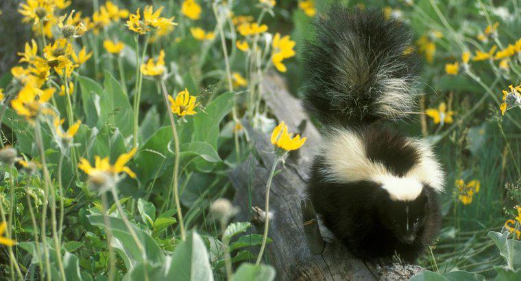 Come rimuovi l'odore dell'irroratore di una Skunk?