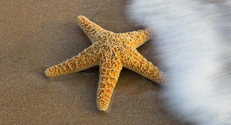 Come si riproduce la stella marina?