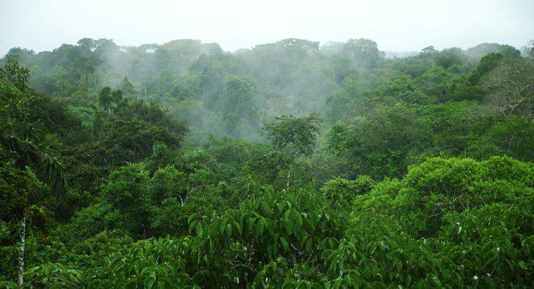 Qual è la pioggia media nella foresta pluviale amazzonica?