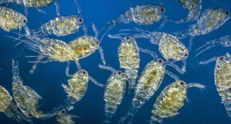 Quali ruoli gioca il plancton nell'ecosistema?