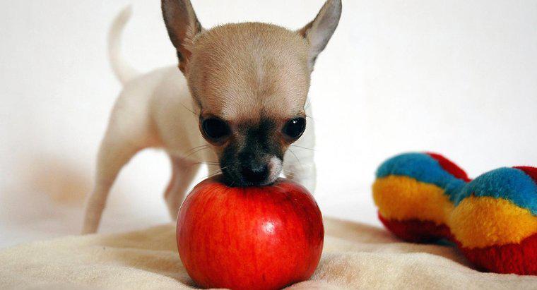 I cani possono mangiare mele?