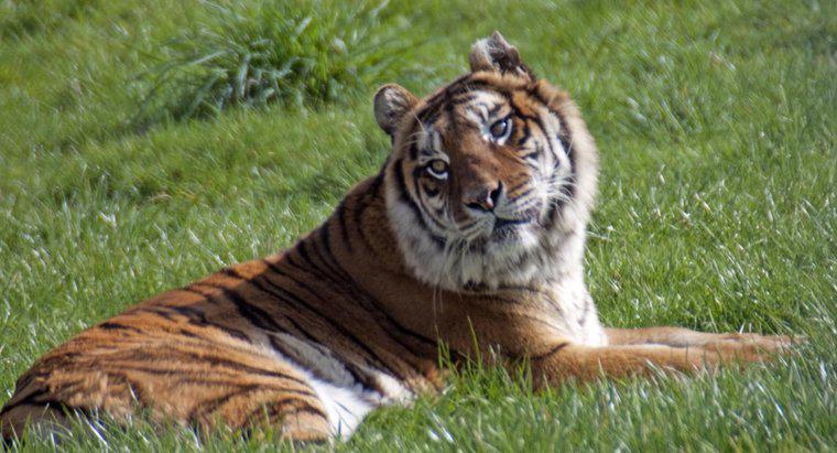 Dove ha preso il nome la tigre del Bengala?