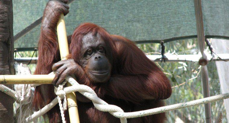 Quanto tempo vivono gli orangutan in diretta?