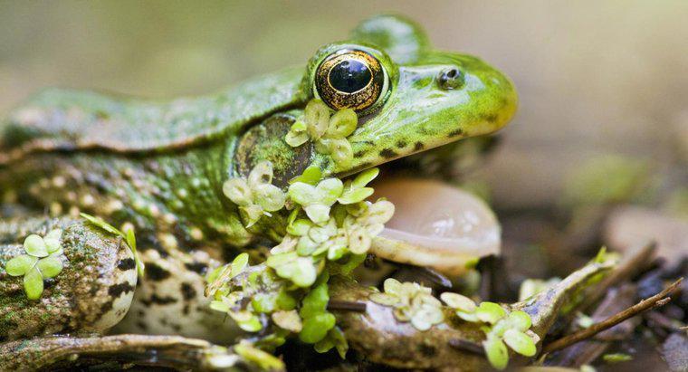 Qual è la funzione della glottide di una rana?