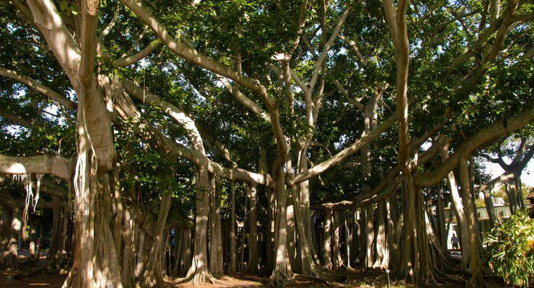 Dove crescono gli alberi di banyan?