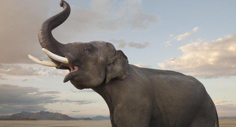 Come gli elefanti mostrano l'emozione?
