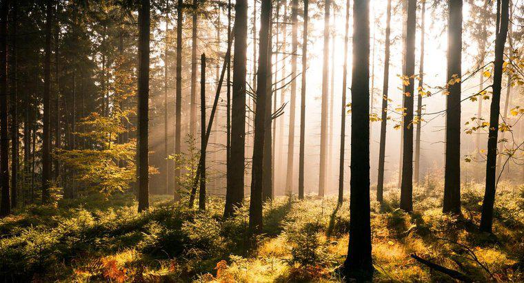 Qual è la differenza tra una foresta e un bosco?
