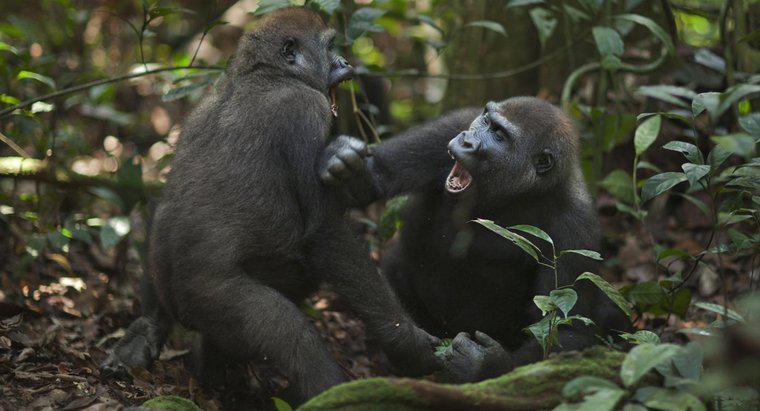 Come attaccano le gorilla?