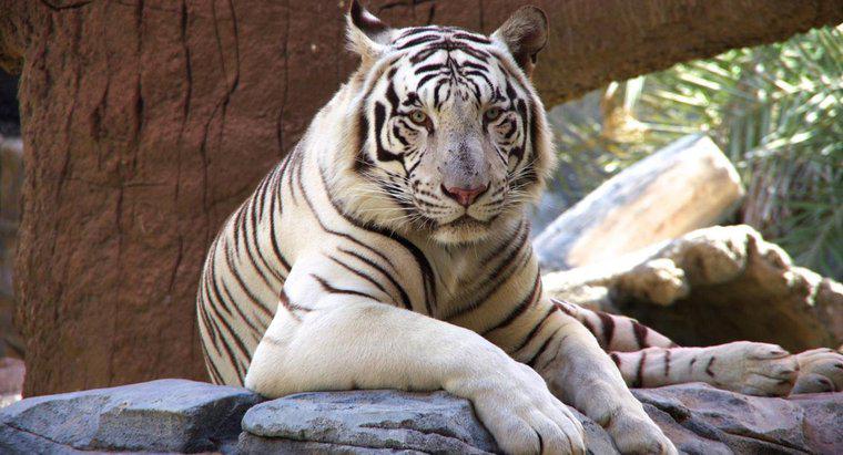 Perché le tigri bianche sono in pericolo?