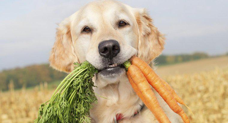 Can Dogs Eat Raw Carots?