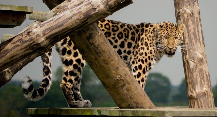 Perché le leopardi dell'Amur sono in pericolo?