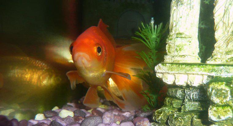 Perché il mio pesce rosso si nasconde?