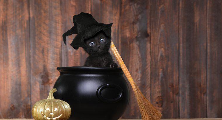 Perché i gatti neri sono un simbolo di Halloween?