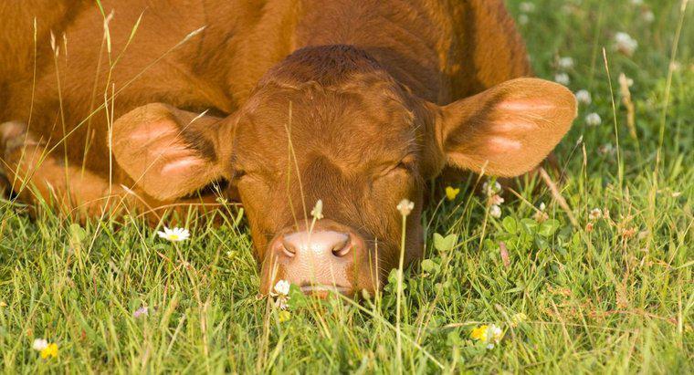 Quante ore al giorno dormono le mucche?