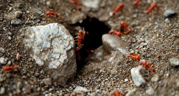 Come faccio a sbarazzarmi di Red Ants in My Garden?