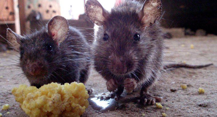 Che cosa è un repellente naturale ai ratti?