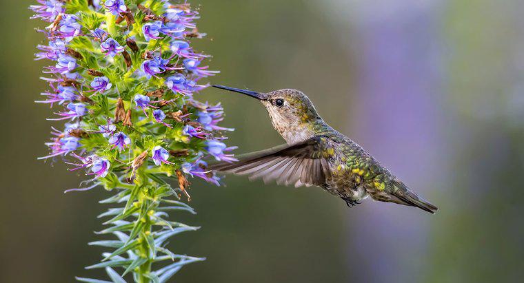 Quanto velocemente volano i colibrì?