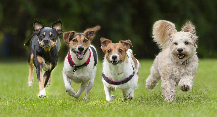 Qual è il cane più veloce del mondo?