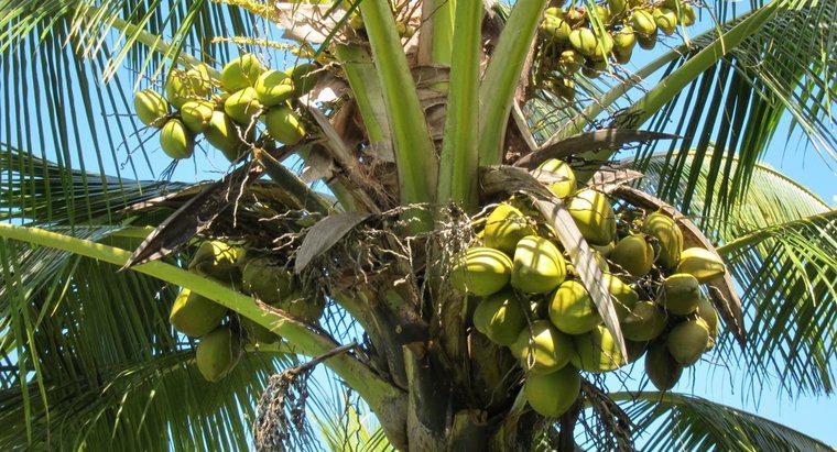 Quali sono i diversi tipi di noci di cocco?