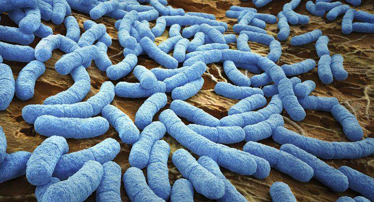 Come respirano i batteri?