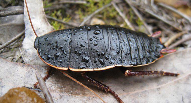 Qual è il nome scientifico di uno scarafaggio?