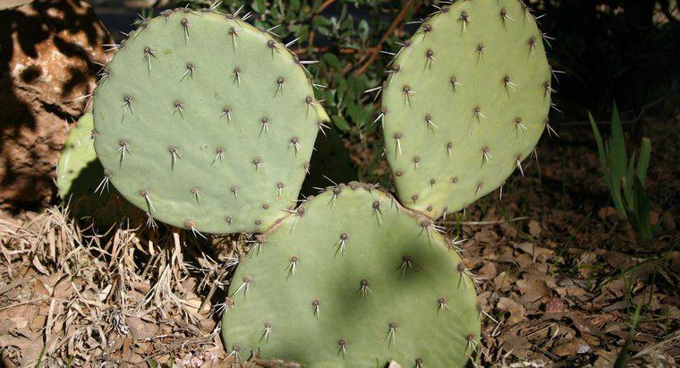 Qual è il modo di determinare l'età di un cactus?
