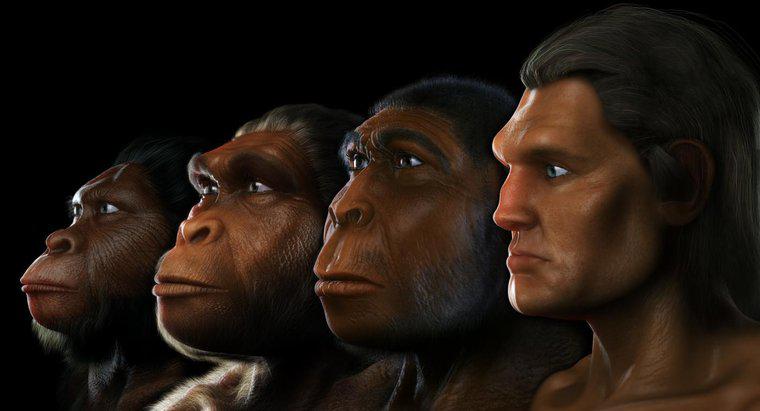 Dove ha vissuto Australopithecus?