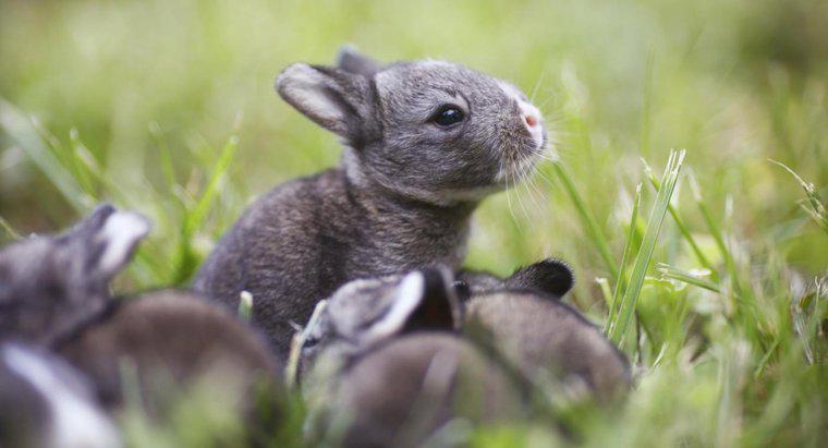 Quanti bambini hanno i conigli in una lettiera?