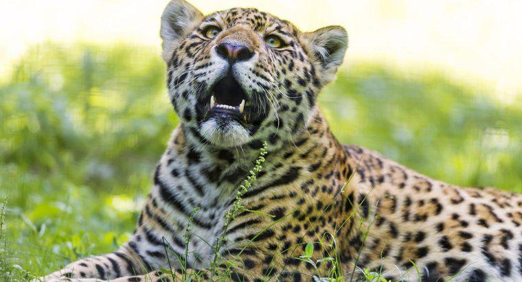 Perché la Jaguar è ​​in pericolo?