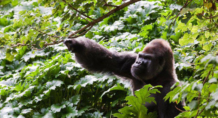 Quanti gorilla sono rimasti nel mondo?