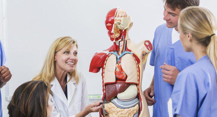 Dove sono gli organi respiratori situati nel corpo umano?